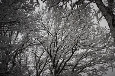 images/portfolio/artsie/landscape/52Weeks721.jpg