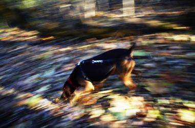 images/portfolio/artsie/landscape/FallWalk2015_2.jpg