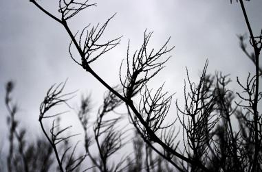 images/portfolio/artsie/landscape/True.B&W.jpg