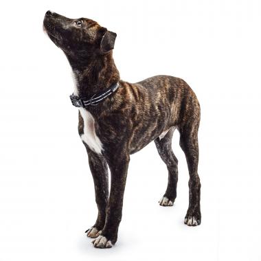 images/portfolio/artsie/middle/Mack_PuppyStuff32.jpg